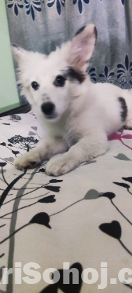 german spitz female 3 months age